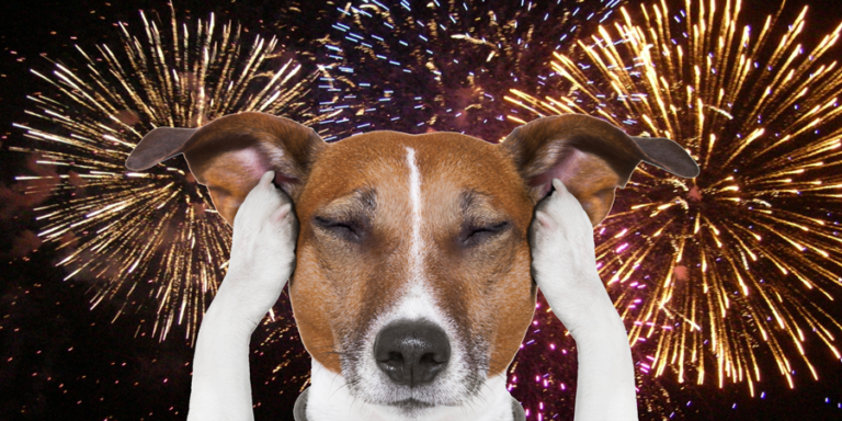 helping-dogs-scared-of-fireworks-veterinary-jobs