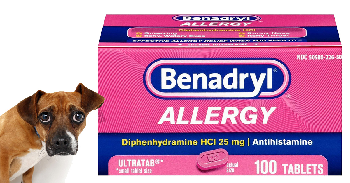 Can You Give Dogs Benadryl For Bug Bites