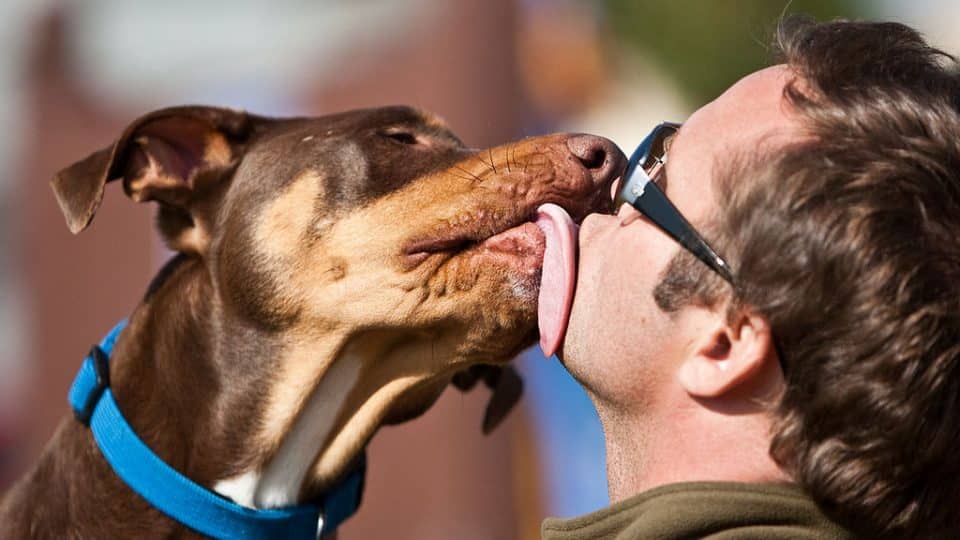 why-does-your-dog-lick-everything-veterinary-jobs